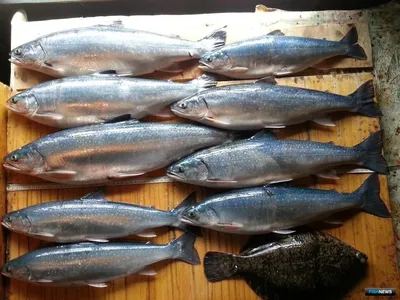 Ученые не могут объяснить выбрасывание 1200 тонн рыбы на побережье Японии —  Сноб