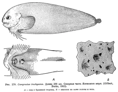 Семь колючих акул из Японского моря переселились в Приморский океанариум