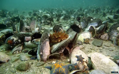 Самые агрессивные акулы, мифы о морской воде и тайны глубин - интервью с  морским экологом - SevastopolMedia.ru