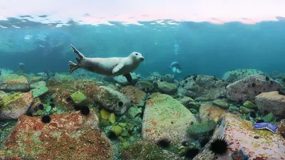 Рыбы Красного моря - фото с названиями и описанием