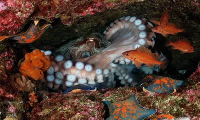 Фото рыб полуострова Гамова и Японского моря