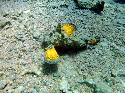 Хищные рыбы красного моря - 74 фото