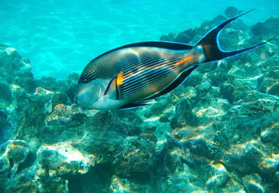 Красное море под водой с кораллами - ТурПоиск