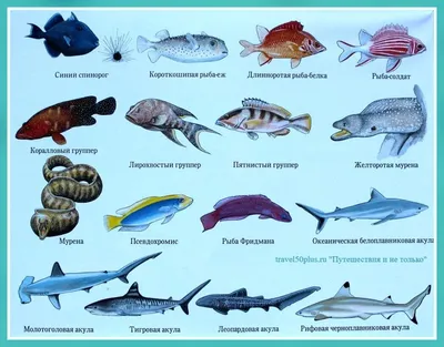 Самое соленое море и его подводные обитатели | Путешествия и не только |  Дзен