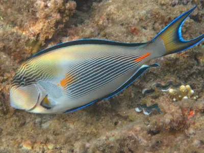 Самые красивые рыбы красного моря - 68 фото