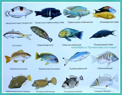 Самые распространенные рыбы красного моря - 59 фото