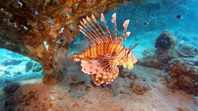 Видео - подводный мир | Рыбы Красного моря