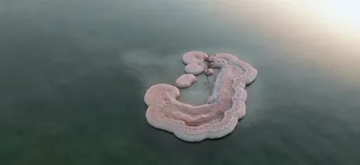 Обитатели мертвого моря фото фото