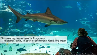 Опасные обитатели Японского моря | Энциклопедия путешественника