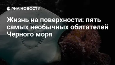 Зимнее путешествие в Израиль: кораллы, акулы и другие обитатели Красного  моря