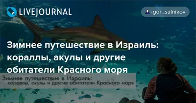 Обитатели Черного моря | фото и описание