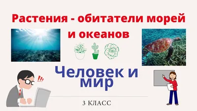 Демонстрационные картины А3. Морские обитатели (8 плакатов) | Цветкова Т.  В. - купить с доставкой по выгодным ценам в интернет-магазине OZON  (946138742)