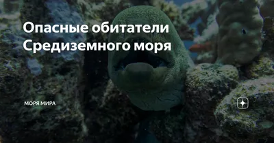 Турция «В мире животных» 3 часть (Морские обитатели) | VMersine.com