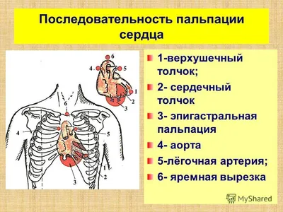 Книга Бабочки в области сердца - купить современной литературы в  интернет-магазинах, цены в Москве на Мегамаркет |