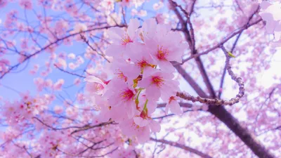 3D Флизелиновые фото обои сакура 254 x 184 см Розовые цветы на дереве  (13283V4)+клей купить по цене 1200,00 грн