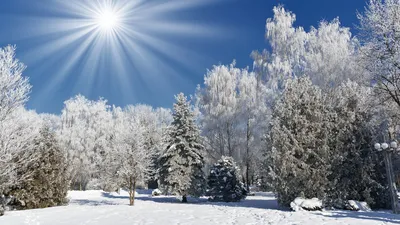 Скачать обои небо, мороз, свет, иней, зимний лес разрешение 1920x1080 #42535