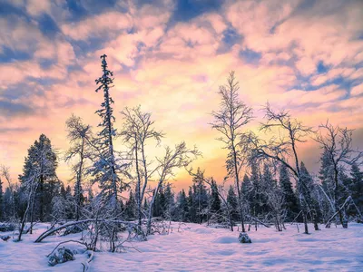 Зима в лесу (138 фото) - 138 фото