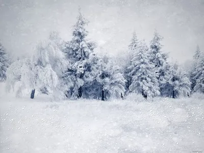 Мост пути зимы деревянный в шведских лесу День Snowy в зимний день  скандинавского леса светлом Обои природы Фотографии с тр Стоковое Фото -  изображение насчитывающей заморозок, среда: 166975966