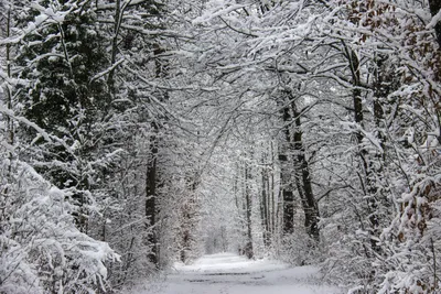 Белые зимние ели на снегу в морозный день идеальные зимние обои волшебная  природа | Премиум Фото