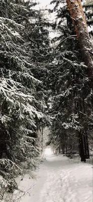 Мост пути зимы деревянный в шведских лесу День Snowy в зимний день  скандинавского леса светлом Обои природы Фотографии с тр Стоковое Фото -  изображение насчитывающей парк, фото: 166975422