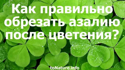 Азалия советы за уходом в домашних условиях | Growbox