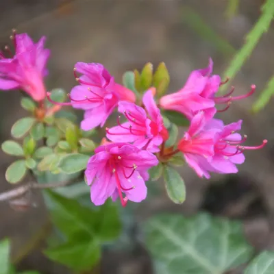 Растение красивых женщин, цветок азалия - IVONA.UA