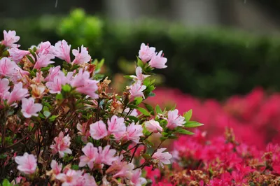 Азалия японская (Rhododendron obtusum) - PictureThis