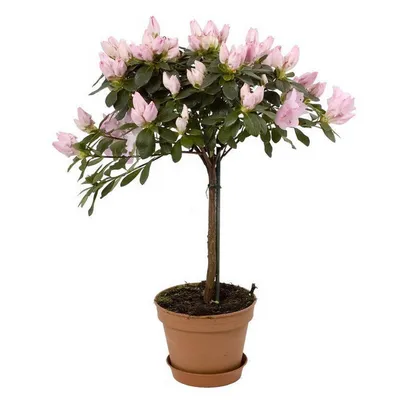 Рекомендации по уходу за комнатным бонсай - Рододендрон / Азалия  (Rhododendron / Azalea)