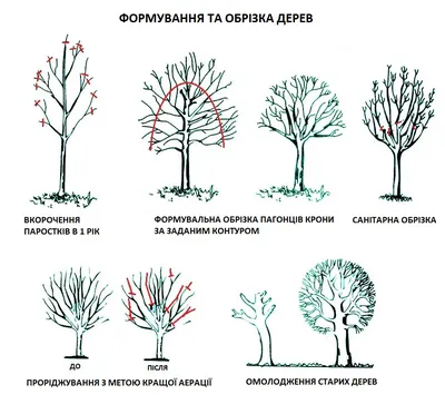 Методическое пособие по определению видов обрезки крон деревьев, кус