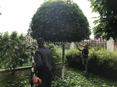 Деревья с декоративной шаровидной формой кроны | Огородники