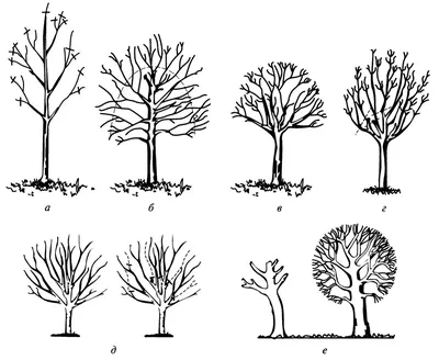 Питомник С. Виды обрезки зеленых насаждений