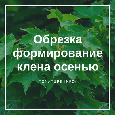 Обрезка клена приречного (ниваки) | Сад, Бонсай, Мастерская