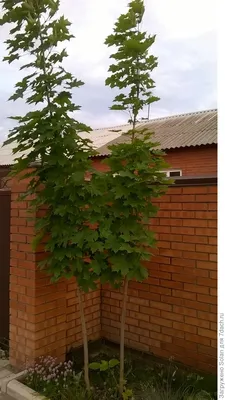 Клен остролистный Глобозум. (Acer platanoides Globosum) С20 ШТАМБ, 70-100см  купить в интернет-магазине ЦВІТСАД с доставкой по Украине