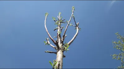 Обрезка колоновидных яблонь Шаг 2 - YouTube