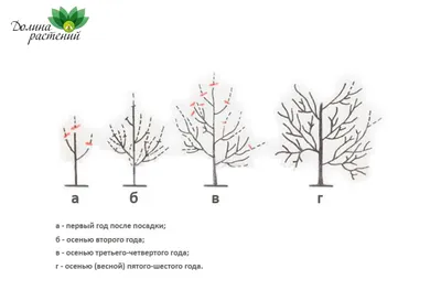 Как и когда правильно обрезать яблоню по правильной схеме