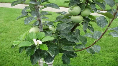 Колоновидная яблоня, характеристики, популярные сорта, описание, фото