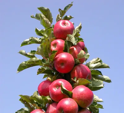 Осенняя колоновидная яблоня - 53 фото