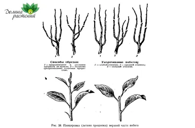 Как обрезать колоновидную яблоню. - YouTube