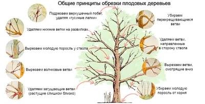 Обрезка и формирование колоновидной яблони | Новости спорта от Рината | Дзен