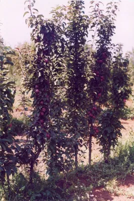 Яблоня – купить в Казани, цены | Питомник «Биосфера»: саженцы, грунты,  садовый инвентарь
