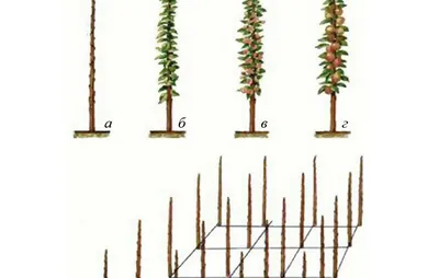 Обрезка колоновидных яблонь весной. Как выполнить обрезку колоновидных  яблонь