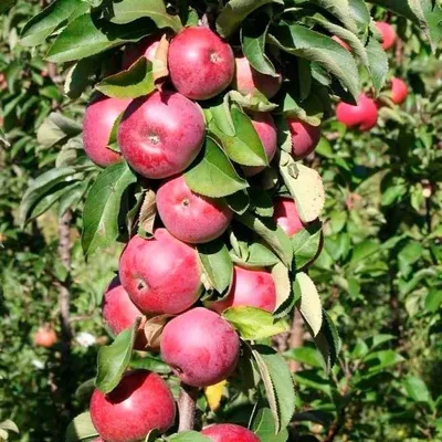 УХОД ЗА САДОМ Московская обл🍒 on Instagram: \"Обрезка колоновидной яблони.  Листайте карусель и не забывайте ставить ❤️\"