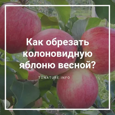 Обрезка яблонь осенью – советы для начинающих в картинках и видео | В саду  (Огород.ru)