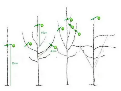 Применение различных способов обрезки в зависимости от сортовых  особенностей яблони | АППЯПМ