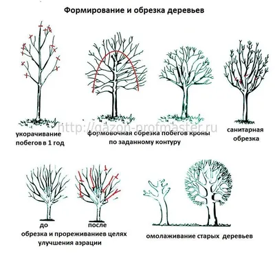 Обрезка деревьев осенью | осенняя подрезка плодовых деревьев