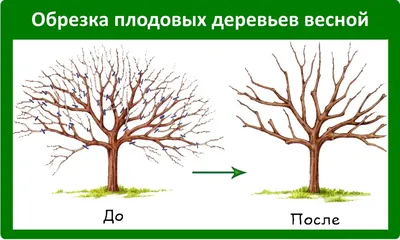 Как правильно обрезать яблоню. Когда лучше делать обрезку. Обрезка молодых  и старых яблонь. | Нурислам Хайбуллин | Дзен