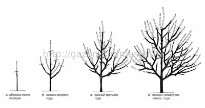 Обрезать деревья летом | летняя обрезка яблонь и плодовых деревьев