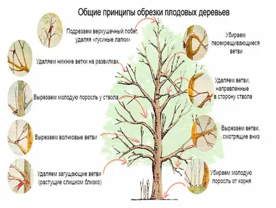 Обрезка молодых деревьев. Как ее правильно делать? | ПРОРОСТ.РФ | Дзен