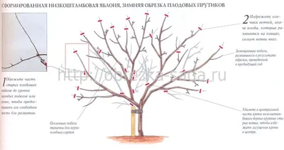 Обрезка яблонь и плодовых деревьев весной | Формирование кроны