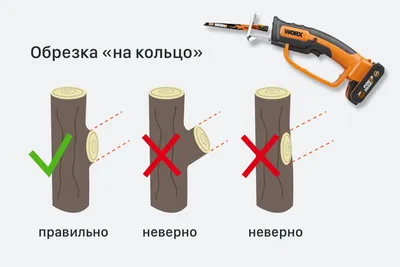 Обрезка яблони осенью для начинающих: пошаговая инструкция в картинках со  схемами